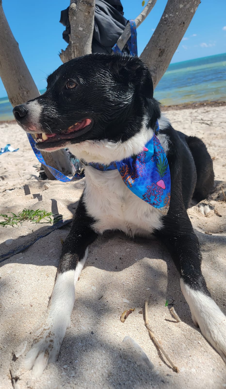 Reversible Pet Bandana
