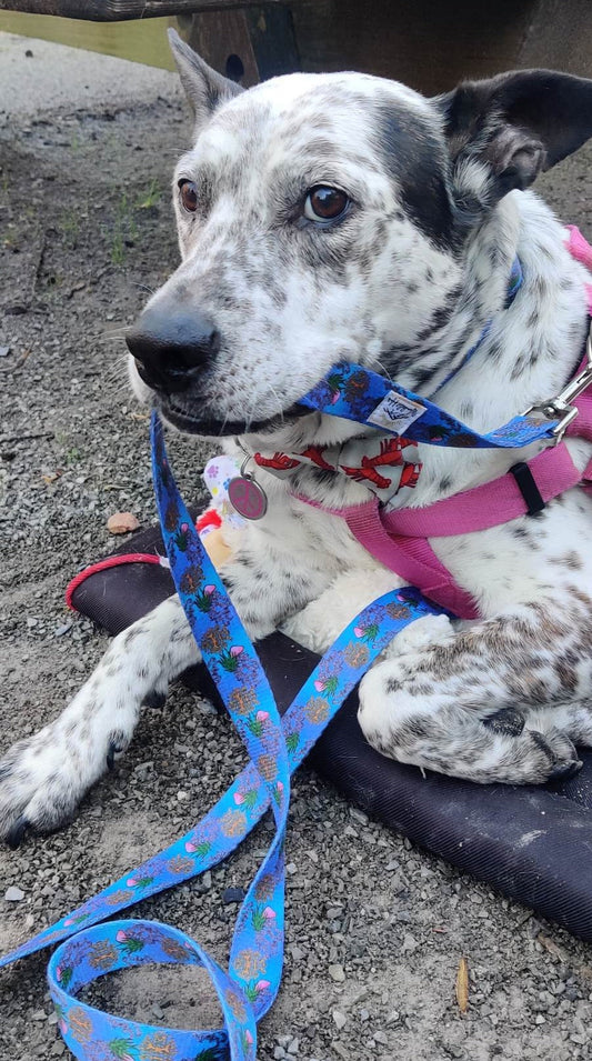 Ocean Lovers Dog Leash